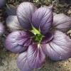 彩色观赏紫色油菜种子