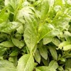 无公害野生蔬菜种子仙人菜种子
