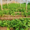 保健蔬菜种子非洲冰草