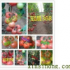 供应西红柿种子品种齐全