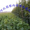 河北供应晚秋黄梨树苗