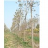 供应臭椿 山西苗木