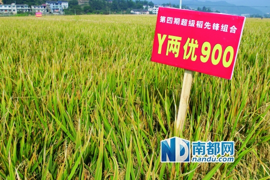 "y两优900"属于籼稻,适合南方种植.