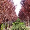 红叶李小苗大量出售、2、3公分红叶李大量低价供应