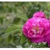四季玫瑰价格，四季玫瑰种苗基地首选定州市鑫鑫苗圃场