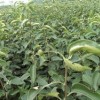梨树苗出售、大量低价梨树苗优惠供应