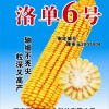 玉米新品种洛单6号