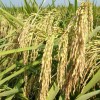 抗病高产水稻好品种深两优841火爆招商