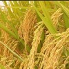 好栽培好管理水稻品种深优9595全国招商