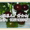 黑番茄种子&小番茄种子&进口番茄种子