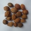 沧州供应毛桃种子钙果种子杜梨籽