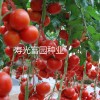 高档抗病毒番茄