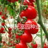 高档抗病毒番茄