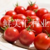 国外进口，高品质樱桃型水果番茄，味道甜美，品质卓越。