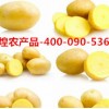 供应迷你小土豆小洋芋小马铃薯-就选：辉煌农产品