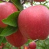 红富士苹果苗美国八号苹果苗