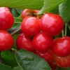 成都车厘子团购｜成都车厘子批发|成都车厘子价格