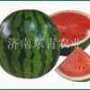 日本进口西瓜种子——天下一