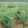 沙地柏价格，沙地柏基地首选定州鑫鑫苗圃