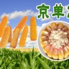 高产玉米种子京单28