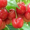 汶川大樱桃|汶川大樱桃货源|采摘汶川大樱桃果园
