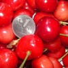 汶川甜樱桃,汶川甜樱桃货源,汶川甜樱桃采摘果园
