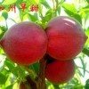 美国加州红桃苗甜桃苗友谊苗木基地