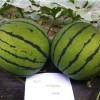 2015最好的西瓜品种 鼎优农业 领先西瓜 种子