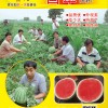 鼎优农业-国翠 优质西瓜品种