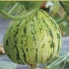薄花皮甜瓜品种-花魁