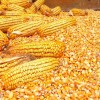 抗倒伏高产玉米种子京单28