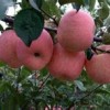 优质新品红富士苹果树苗保证品种