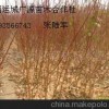 1公分桃树成品苗大量出售、价格优惠