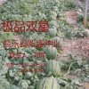 双星西瓜种子