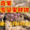 雪莲果种球批发  地参果