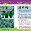批发供应黑玫瑰黑叶白菜 耐热抗病高产白梗黑叶白菜种子生长快速