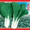 批发供应黑冠黑叶白菜 新育成一代葵扇黑叶大白菜产量高白菜种子