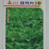 供应批发旺盛园辣椒叶3号 生长快速嫩茎辣椒叶种子产量高
