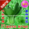 子丰华骏青梗菜小白菜上海青油菜棠菜蔬菜种子基地专用优秀良种