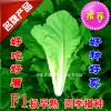 子丰518精品速生小白菜苗菜新品种耐热耐湿四季种植