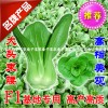 供应子丰华英青梗菜上海青油菜棠菜蔬菜种子高产速生油菜籽
