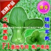 子丰华青速生易种阳台盆栽家庭园艺矮脚美观型小白菜蔬菜种子