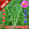 子丰618精品小白菜良种好吃的蘸酱菜速生苗菜养生菜种子
