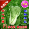 供应子丰301速生结球小白菜蔬菜种子外形漂亮产量高优秀良种