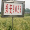 长期大量供应大田种子【郑麦9023】