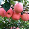 红富士苹果苗，山东苹果苗品种