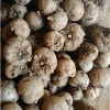 湖南汉寿县魔芋种子出售/魔芋种子基地/魔芋种子批发及报价