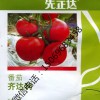 先正达齐达利番茄种子种苗原装 高抗TY 高产