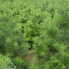 黑龙江绿化苗木，热卖白皮松大树市场价格情况
