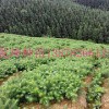 柳州品种好的杉木苗供应，桂林杉木种苗